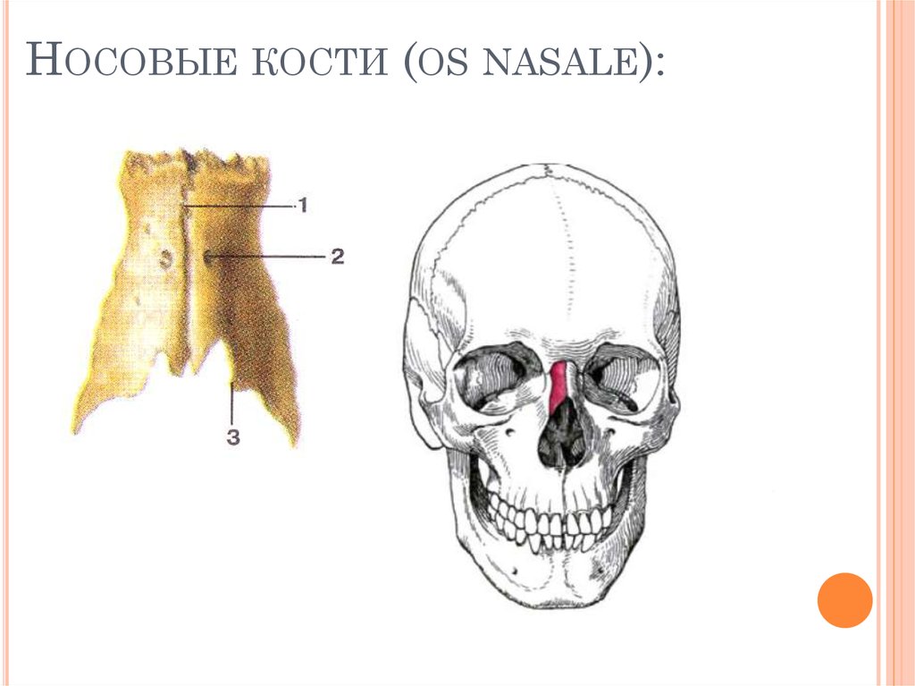 Сошник кость. Носовая кость строение. Строение носовой кости анатомия. Анатомия кости черепа носа. Носовая кость топография.