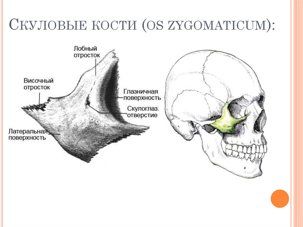 Анатомия скуловой кости. Скуловая кость черепа анатомия. Скуловая кость анатомия строение. Анатомия скуловой кости черепа. Скуловая кость скуловой отросток.