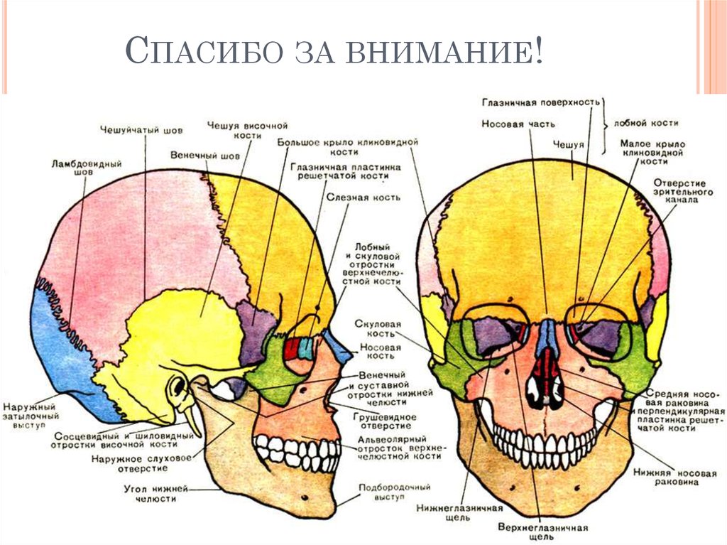 Части костей черепа. Кости черепа человека анатомия. Кости скелета головы человека анатомия. Анатомическое строение костей черепа. Схема костей черепа.