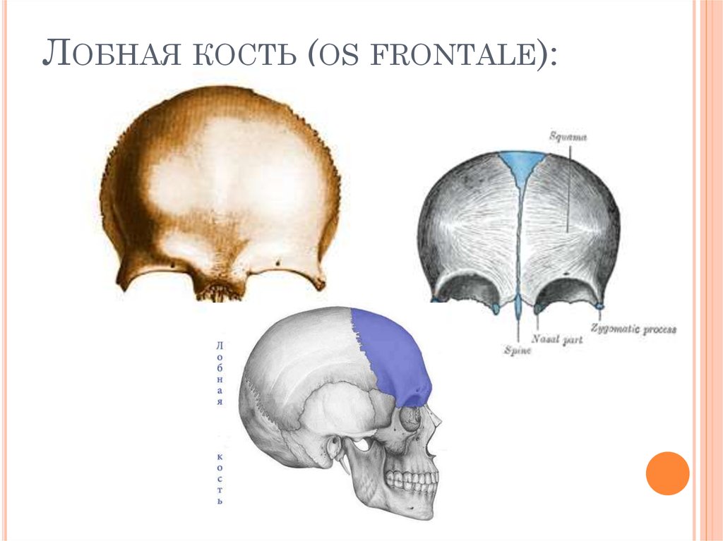Лобный череп. Анатомия лобной кости черепа. Лобная кость os frontale. Кости черепа os frontale. Лобная кость черепа анатомия.