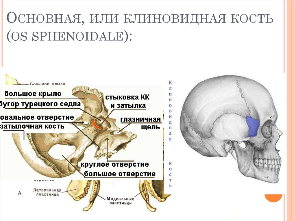 Основная кость. Турецкое седло клиновидной кости. Турецкое седло клиновидной кости черепа. Клиновидная кость ПОДВИСОЧНЫЙ гребень. Соединение затылочной и клиновидной кости.