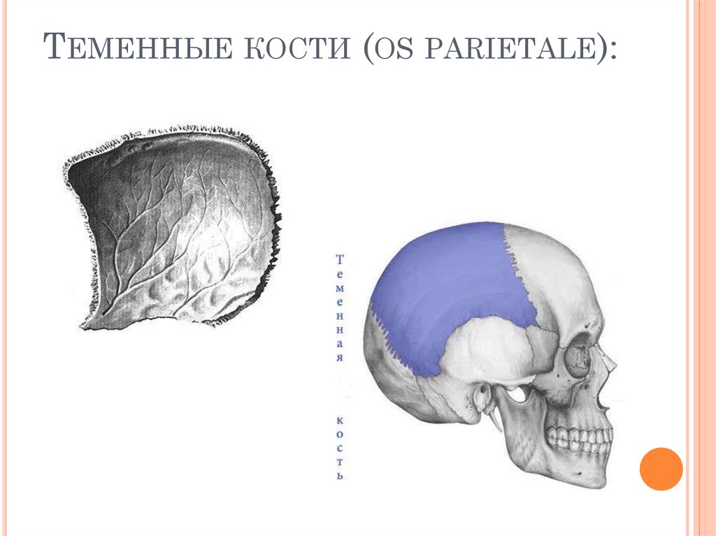Теменная кость отдел. Теменная кость анатомия человека. Строение теменной кости черепа. Теменная кость черепа строение. Теменная кость черепа анатомия человека.