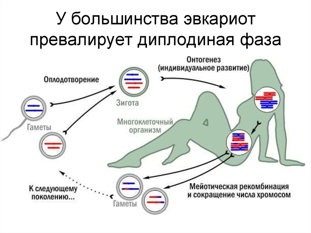 Превалировать это. Гапло диплофазный жизненный цикл. Гаплоидная стадия. Превалировать. Привалирующий или превалирующий.