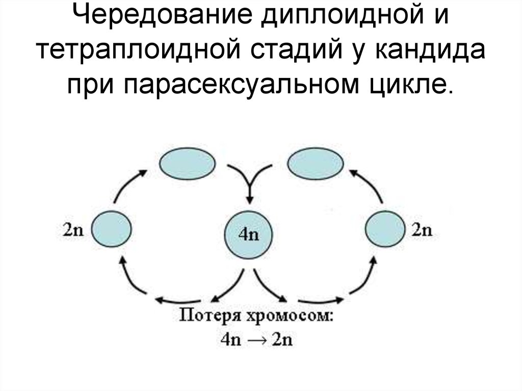 Дочерние клетки диплоидные