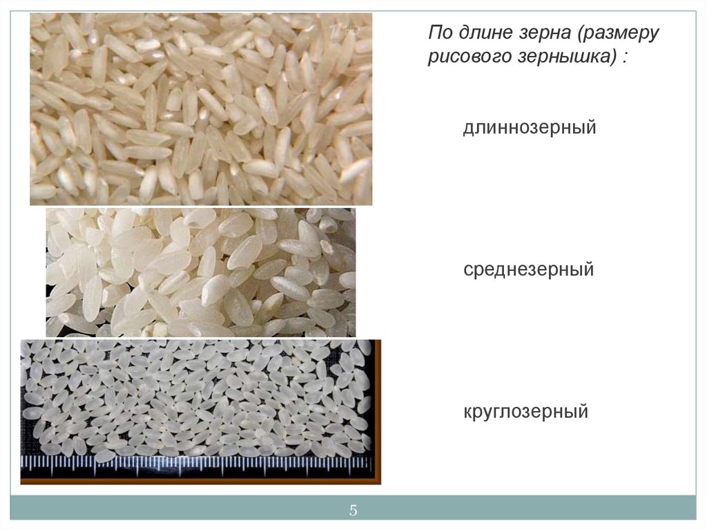 Различие риса. Круглый и длинный рис. Круглозерный и длиннозерный рис. Круглый рис и длиннозерный. Круглый рис и длинный рис.