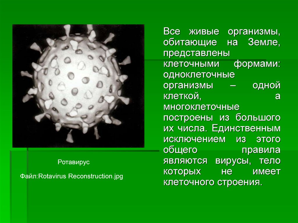 Вирусы относятся к живым организмам