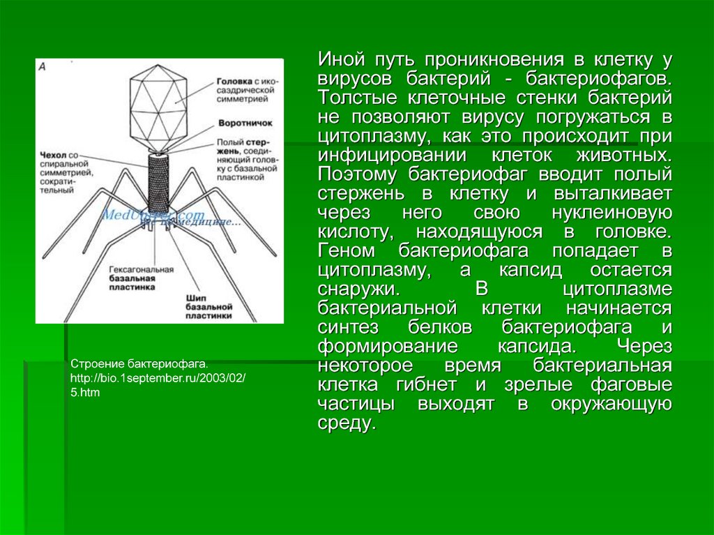 Презентация вирусы 7 класс