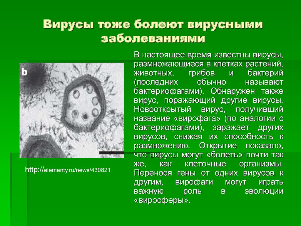 Вирусные заболевания 9 класс. Вирусы растений. Бактерии вирусы грибки. Вирусы бактерий называют.