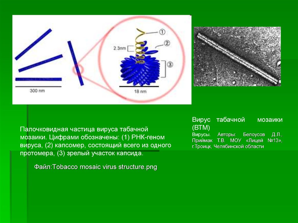 Частицы вирусов. Палочковидная частица вируса табачной мозаики. Форма вирусной частицы вируса табачной мозаики. Геном вируса табачной мозаики. Вирус табачной мозаики строение.