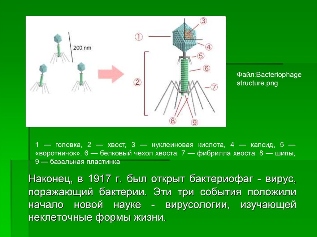 Неклеточные формы жизни вирусы бактерии