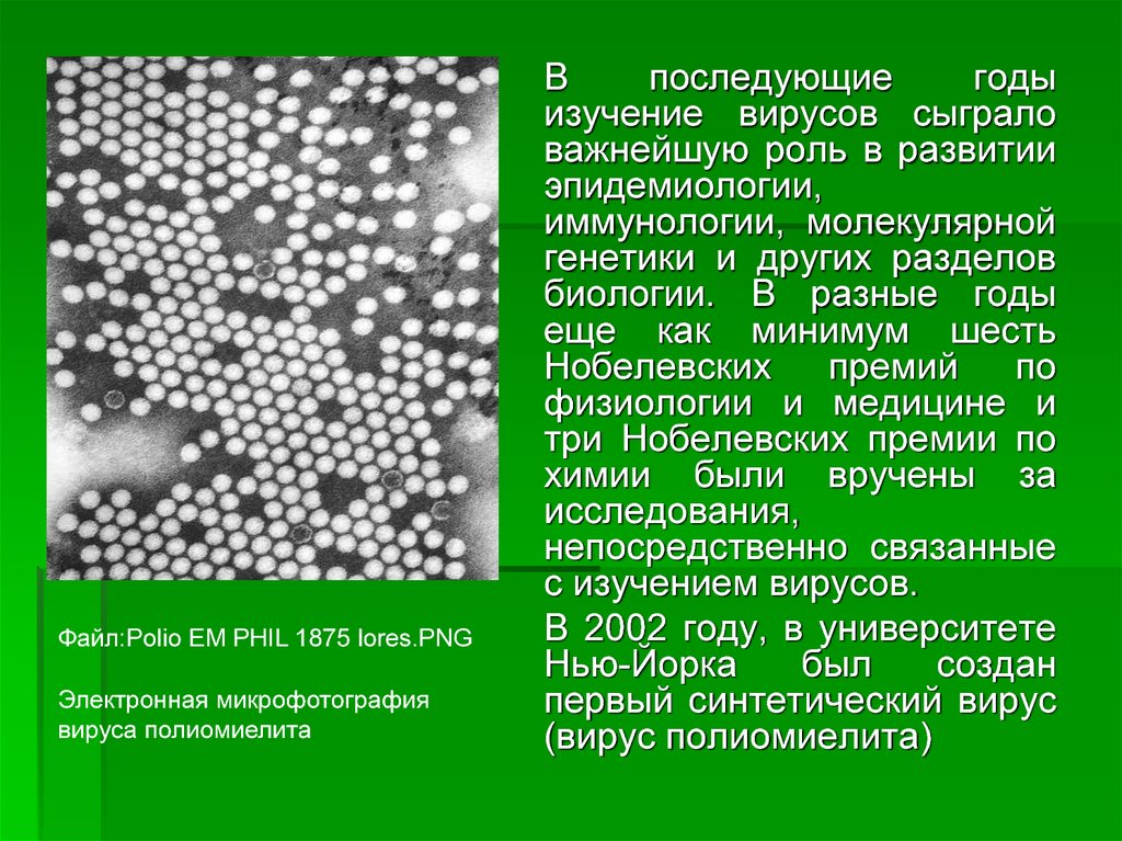 Презентация вирус полиомиелита