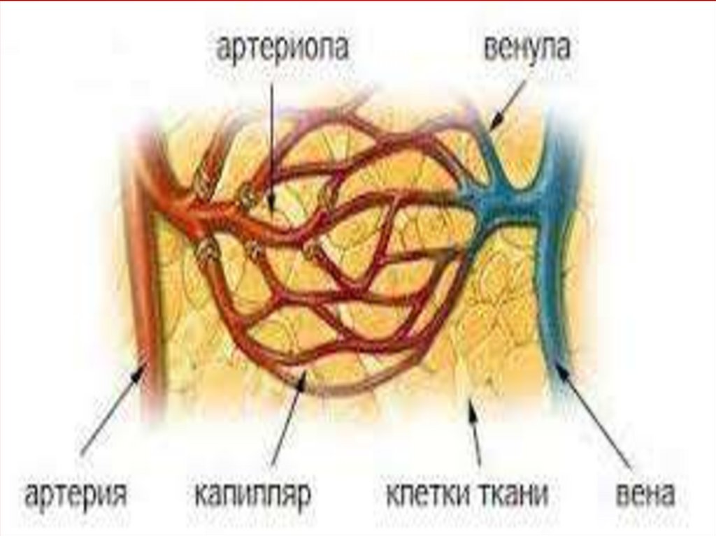 Ткань вен. Артериолы и венулы. Сосуды вены артерии венулы артериолы капилляры. Артериола и венула. Вена и венула.