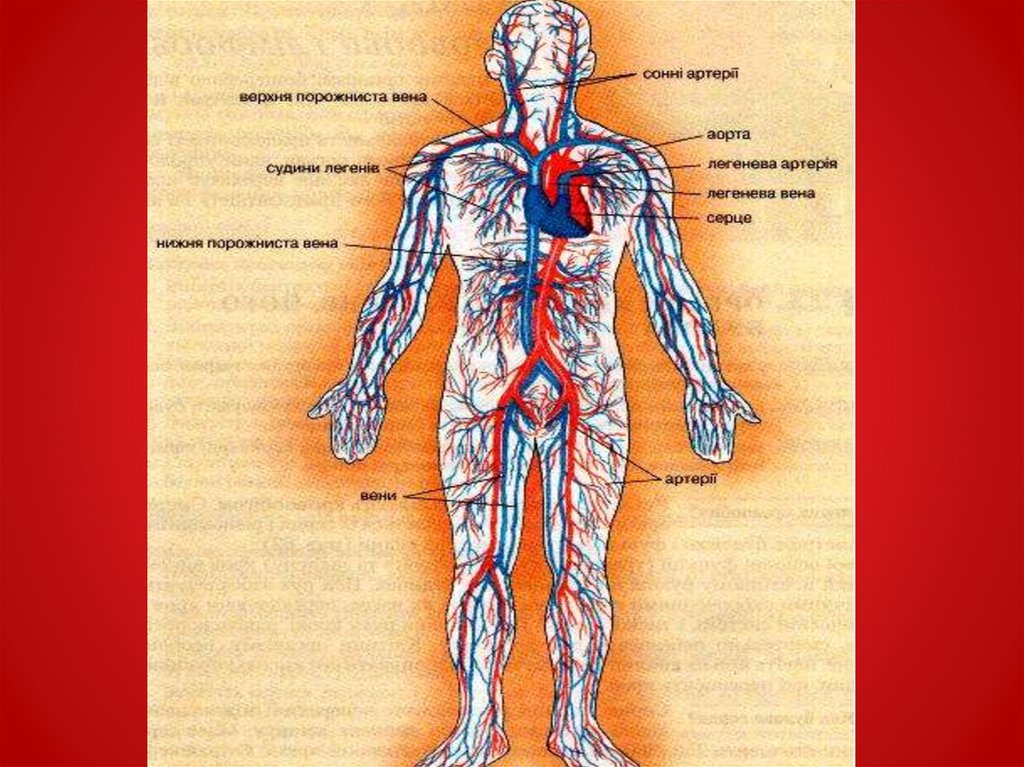 Пронизан кровеносными капиллярами. Кровеносная система человека. Кровь презентация анатомия. Где расположены нервные окончания и кровеносные капилляры. Типы кровеносных капилляров в эндокринных железах.