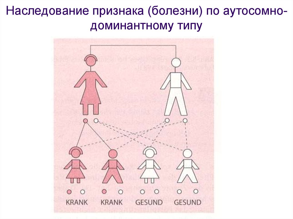 Схема наследования признаков