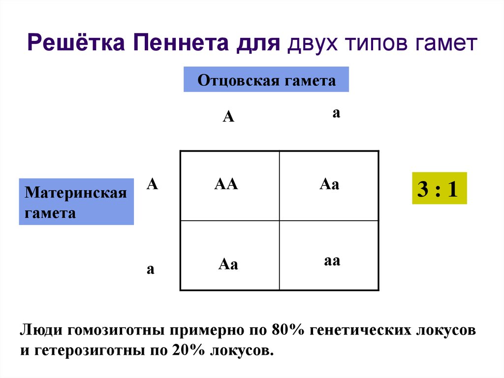 На диаграмме представлены два типа гамет человека х и у назовите гаметы