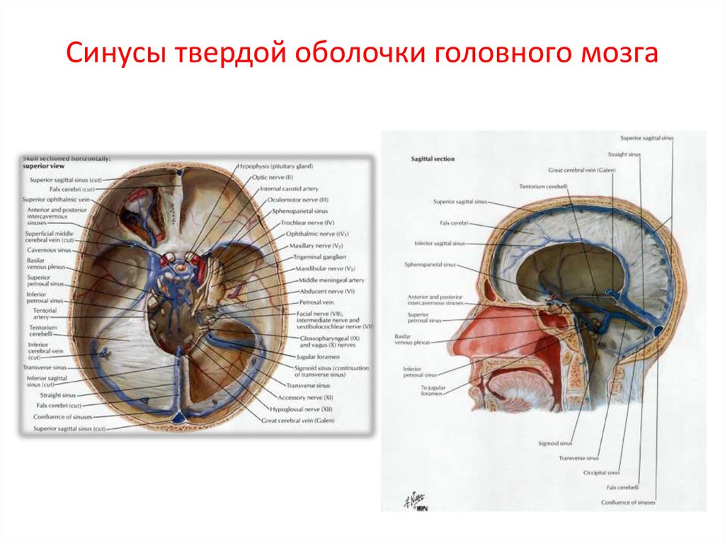 Синусы оболочки головного мозга. Синусы твердой мозговой оболочки в разрезе. Отростки и синусы твердой оболочки. Синусы твёрдой мозговой оболочки Сапин. Твердая оболочка мозга анатомия.
