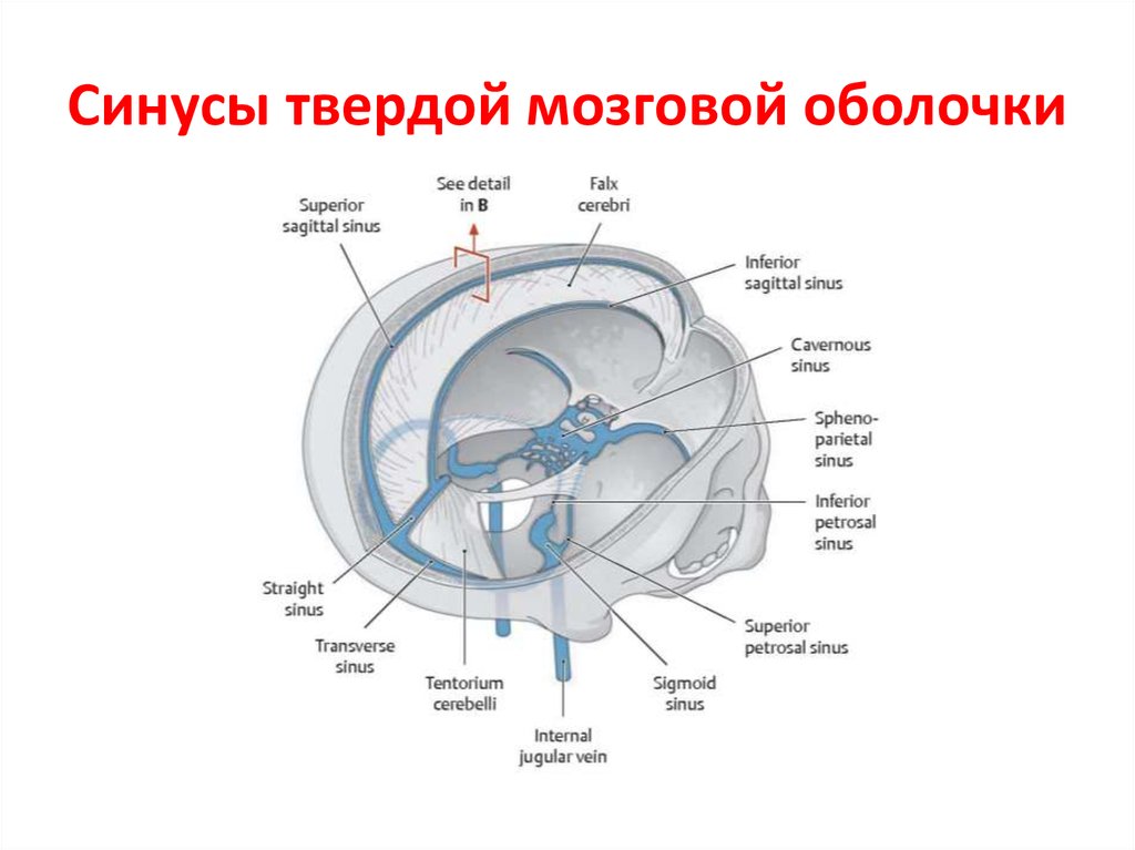 Синус оболочки мозга. Система синусов твердой оболочки головного мозга. Синусы твёрдой мозговой оболочки Сапин.