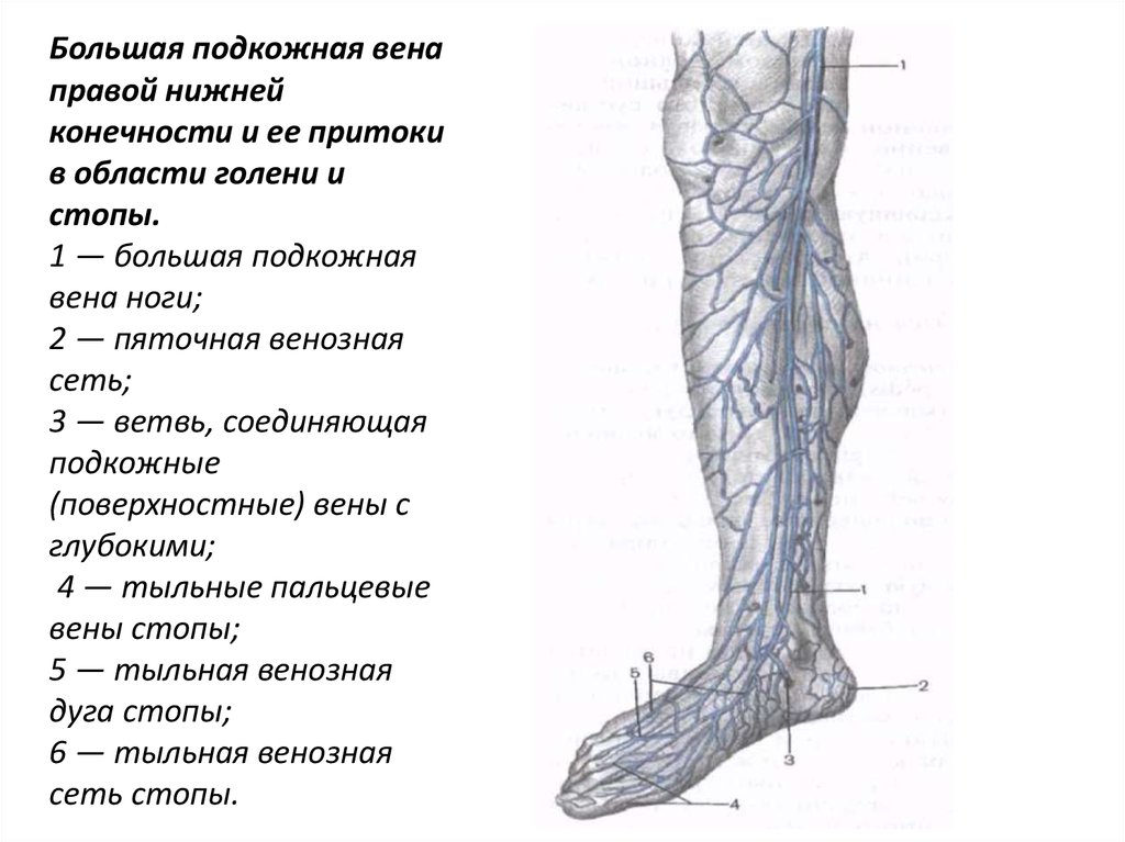 Расположение вен на ногах человека схема