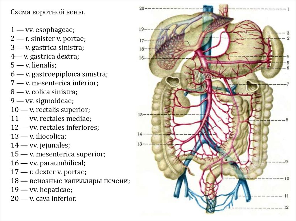 Брюшной на латыни. Воротная Вена печени анатомия. Верхняя воротная Вена анатомия. Портальная и воротная Вена. Кровоснабжение печени анатомия воротная Вена.