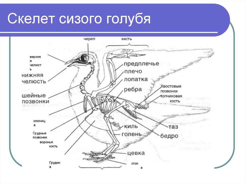 Изучение скелета птиц лабораторная работа. Скелет голубя спереди. Строение скелета сизого голубя. Скелет птицы спереди. Скелет птицы сбоку.