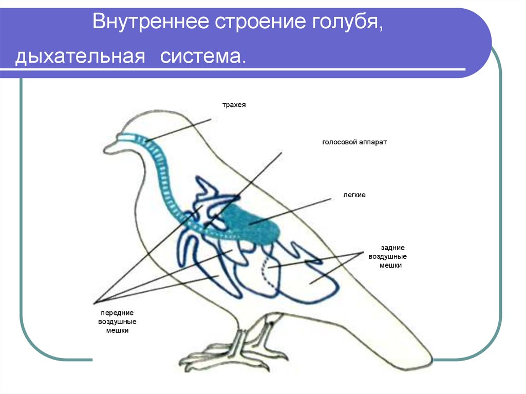 Гортань у птиц. Схема строения дыхательной системы птиц. Внутреннее строение птиц нервная система. Внутреннее строение сизого голубя. Пищеварительная система сизого голубя.