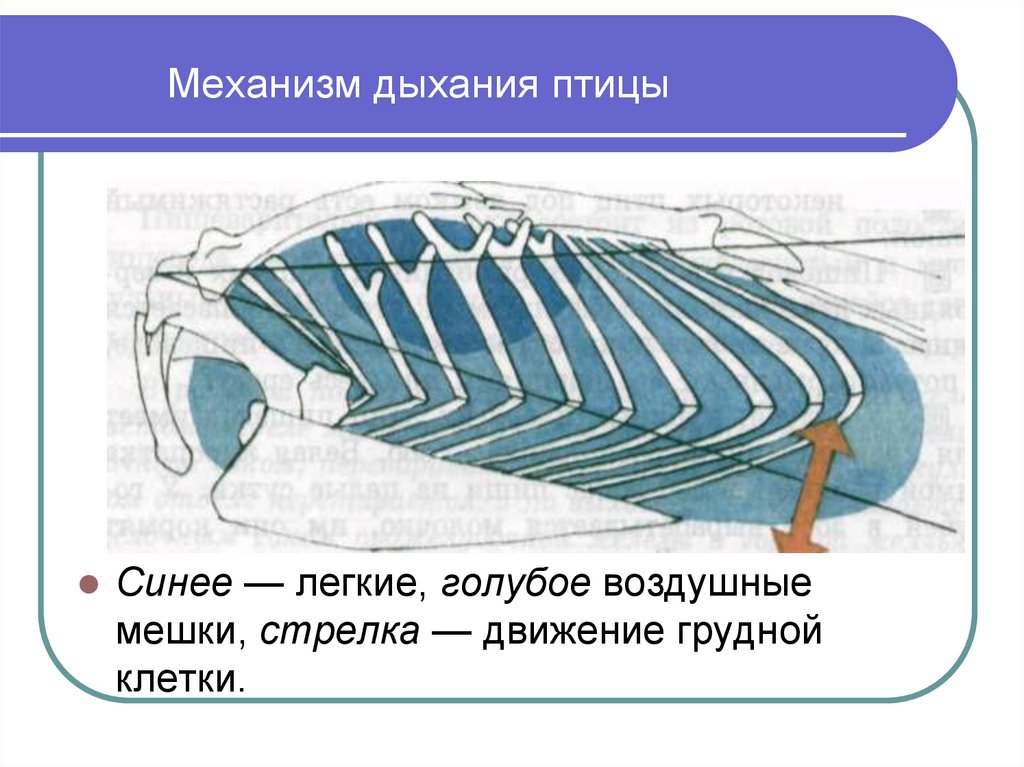 Двойное дыхание. Механизм дыхания птиц. Механизм дыхательных движений у птиц. Грудная клетка птиц. Двойное дыхание у птиц.