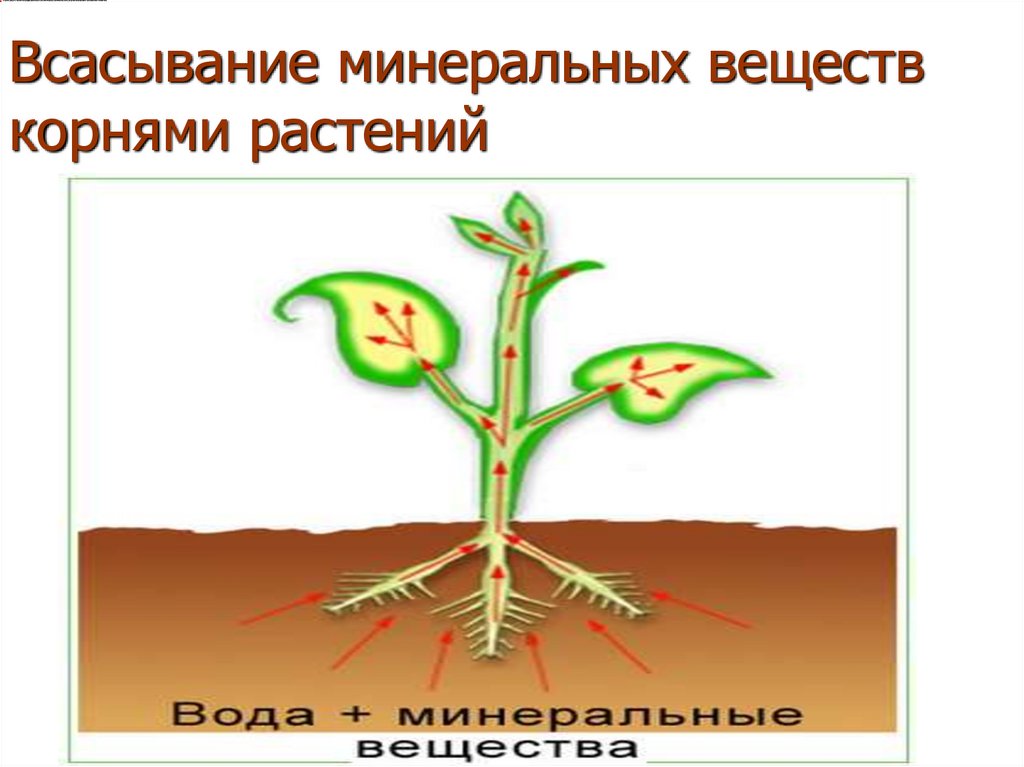 Вещество корень. Всасывание воды и Минеральных веществ. Минеральные вещества всасывающие корнями растений. Корень всасывает Минеральные вещества. Схема движения Минеральных веществ в корне растения.