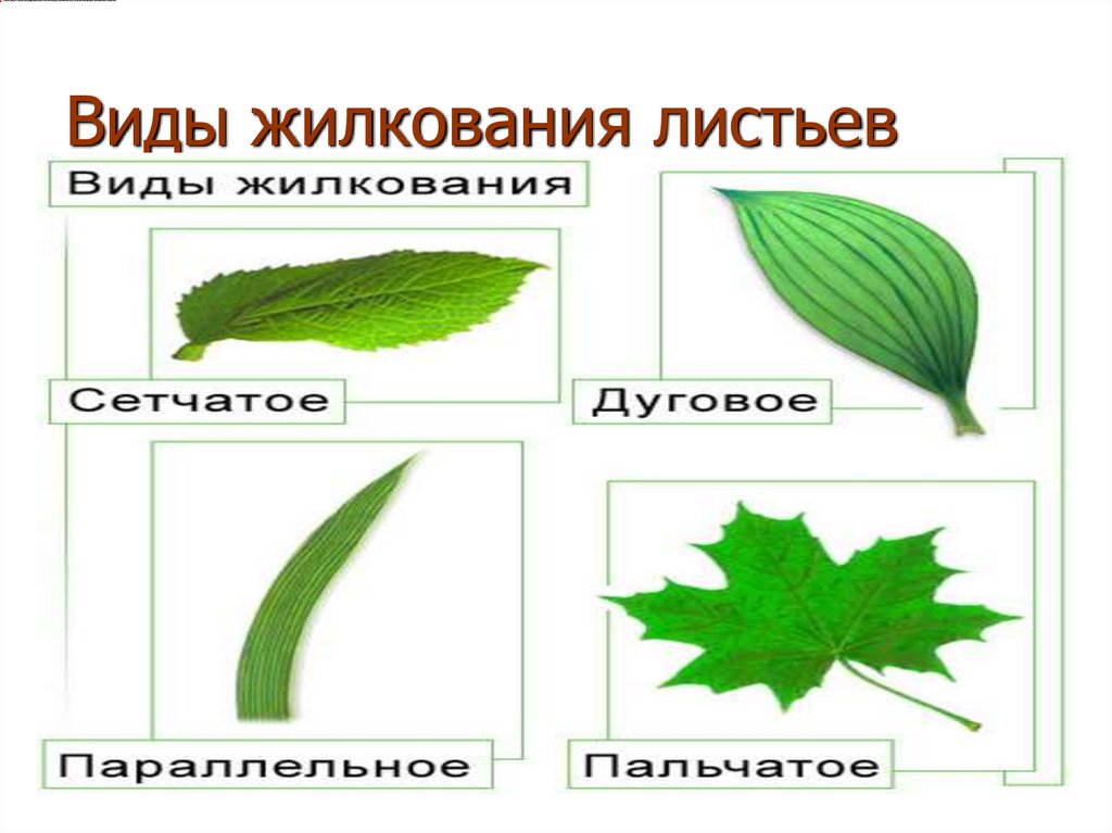 Сетчатое жилкование листьев имеют растения. Жилкование шиповника. Жилкование листовой пластинки огурца параллельное дуговое сетчатое.