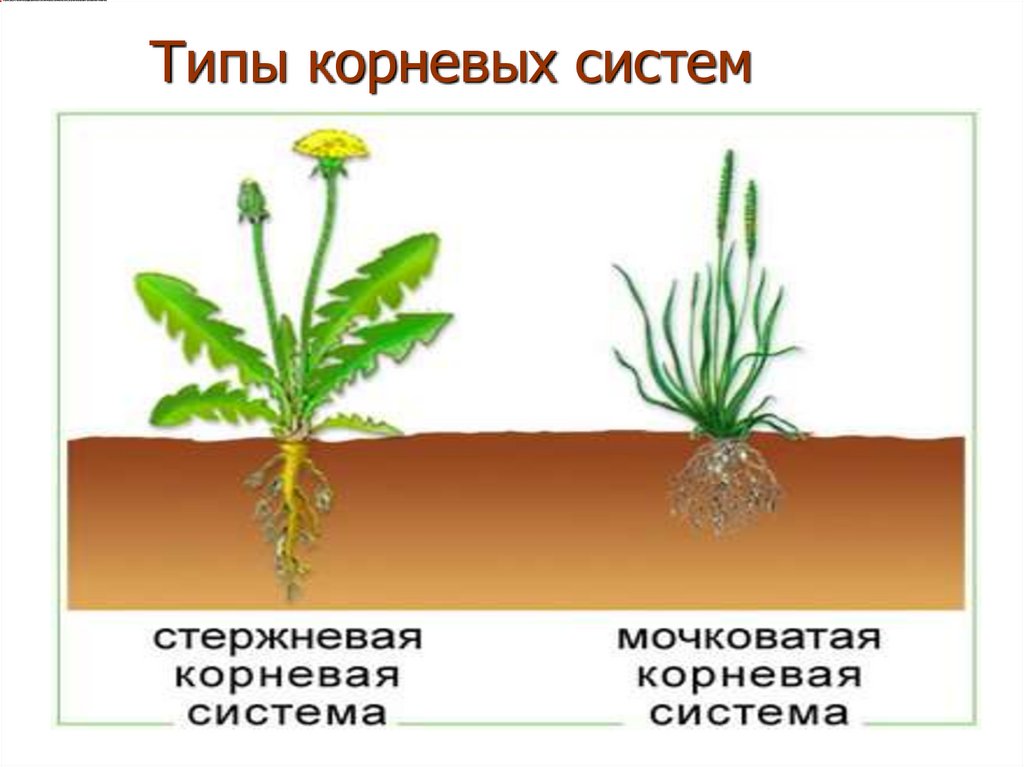 Изучение строения корневых систем стержневой и мочковатой