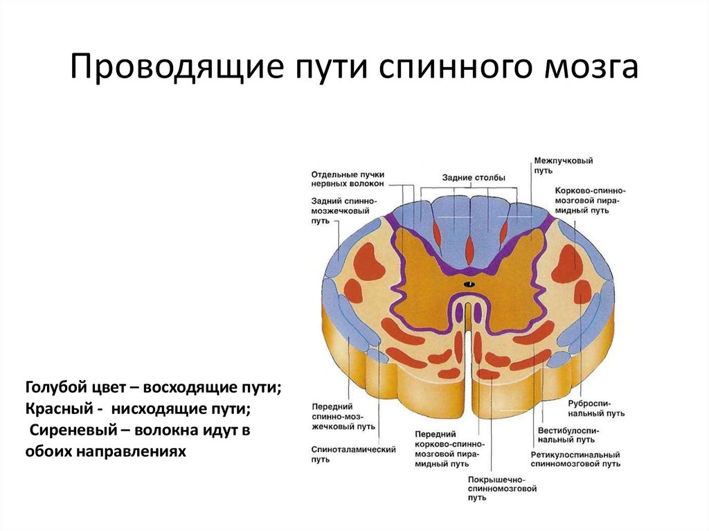 Спинной мозг волокна. Проводящие пути спинного мозга схема функции. Проводящие пути в передних канатиках спинного мозга. Схема нисходящих путей спинного мозга.. Проводящие пути спинного мозга схема восходящий и нисходящий.