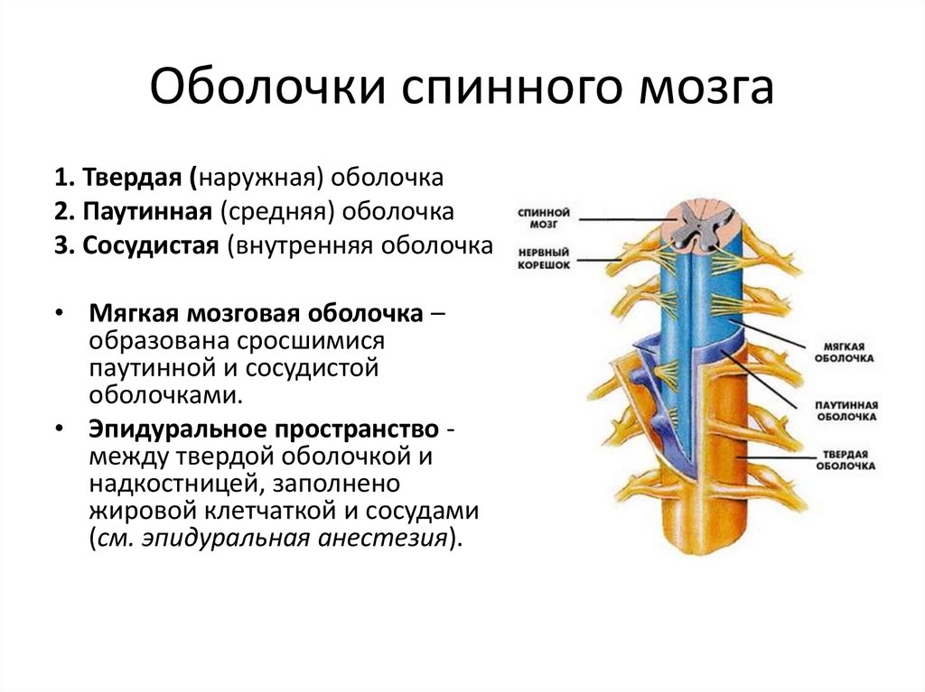 Наружное строение спинного мозга и оболочки.