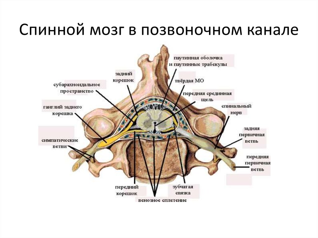 Спинной мозг фото в разрезе