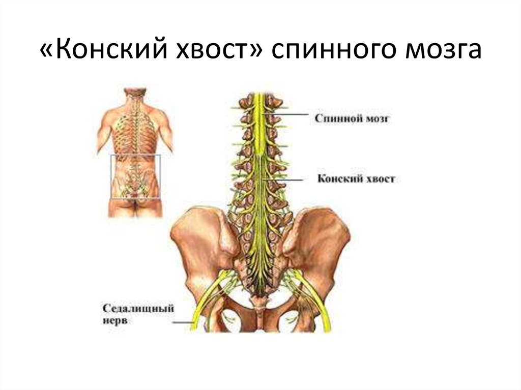Где находится спинной мозг у человека фото признаки и лечение
