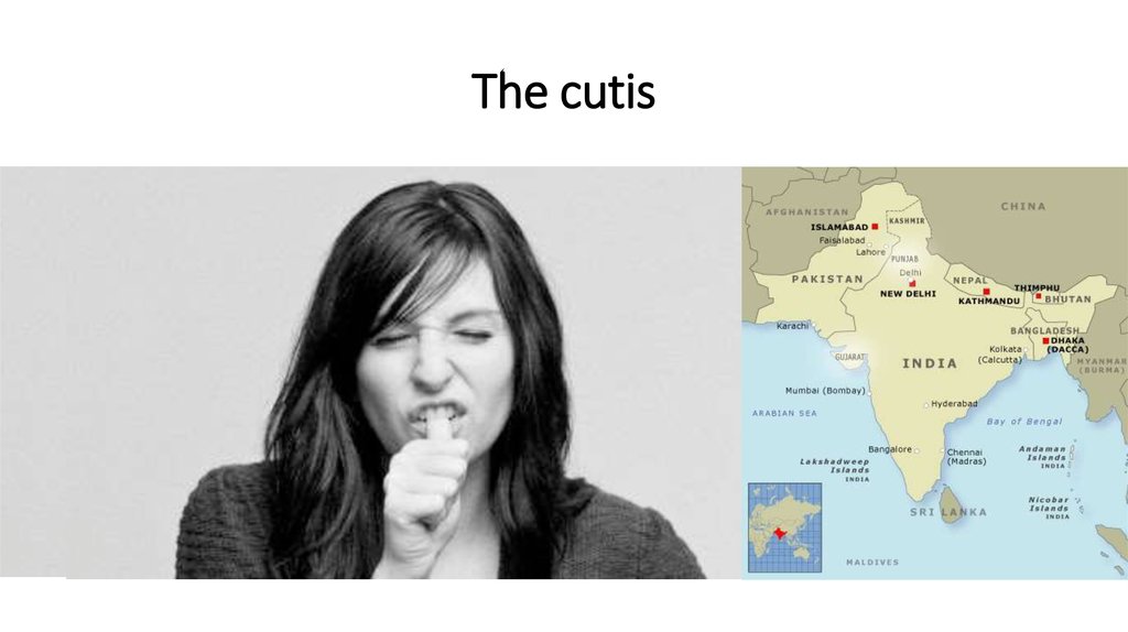 The cutis