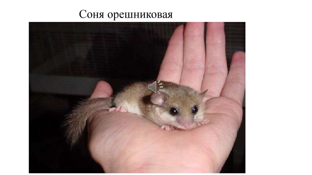 Как будет выглядеть соня