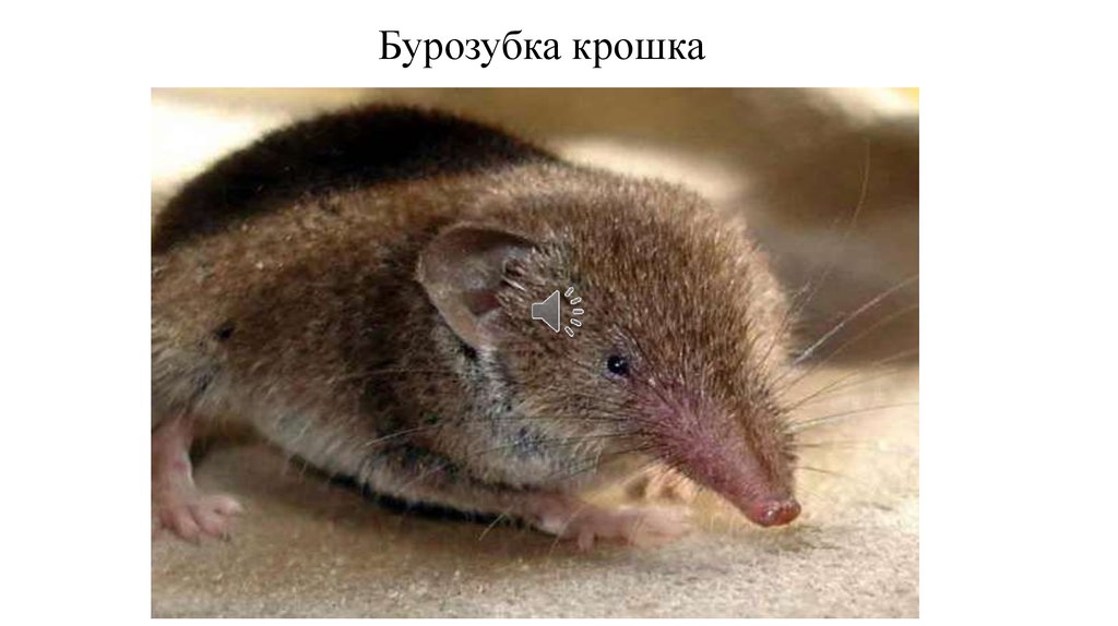 Бурозубка крошка