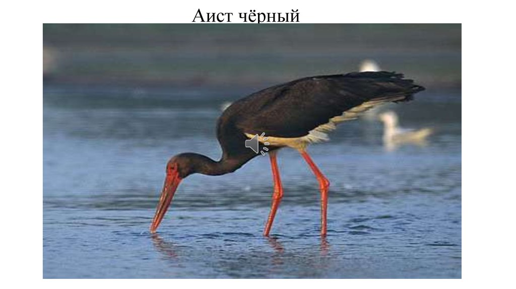 Аист чёрный