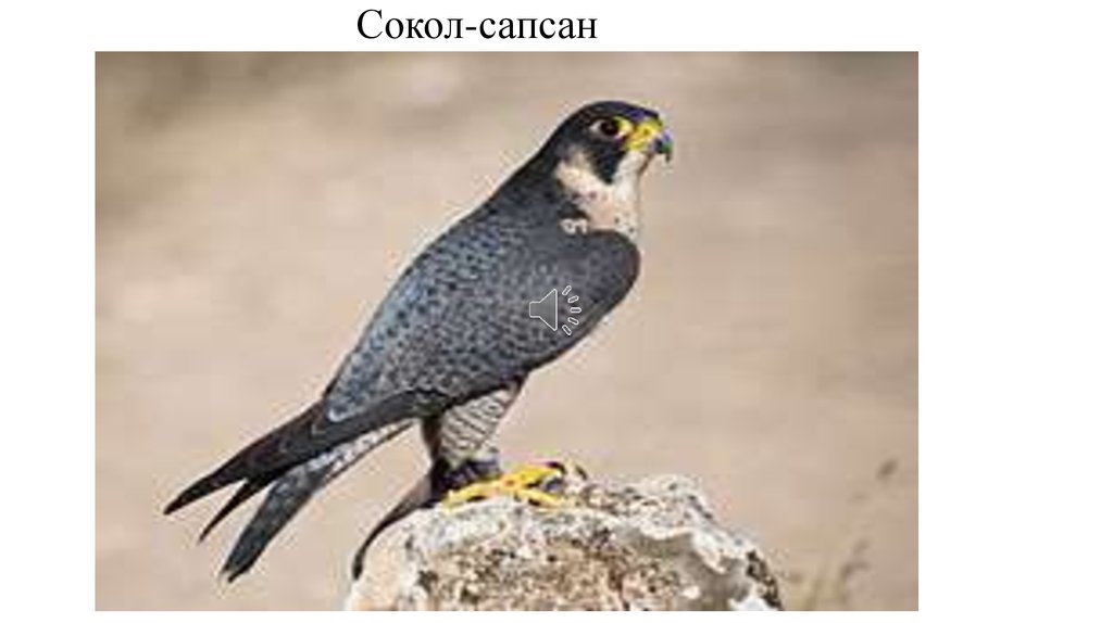 Сокол-сапсан