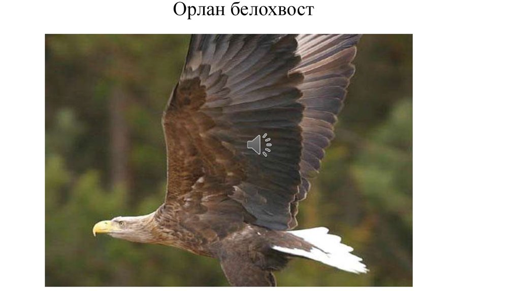 Орлан белохвост