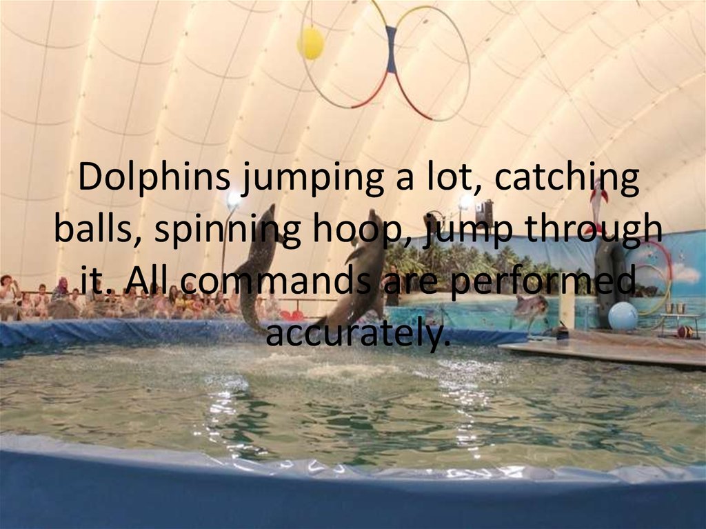 Dolphins jumping a lot, catching balls, spinning hoop, jump through it. All commands are performed accurately.