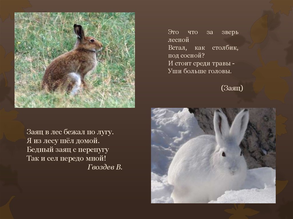 Стихотворение рубцова про зайца. Рубцов про зайца. Заяц в лес бежал по лугу стихотворение. Заяц бежит по лесу. Рубцов заяц в лес бежал по лугу.