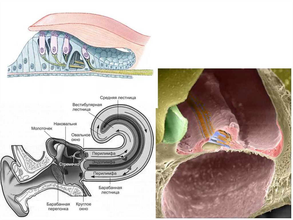 Слуховая сенсорная система физиология презентация