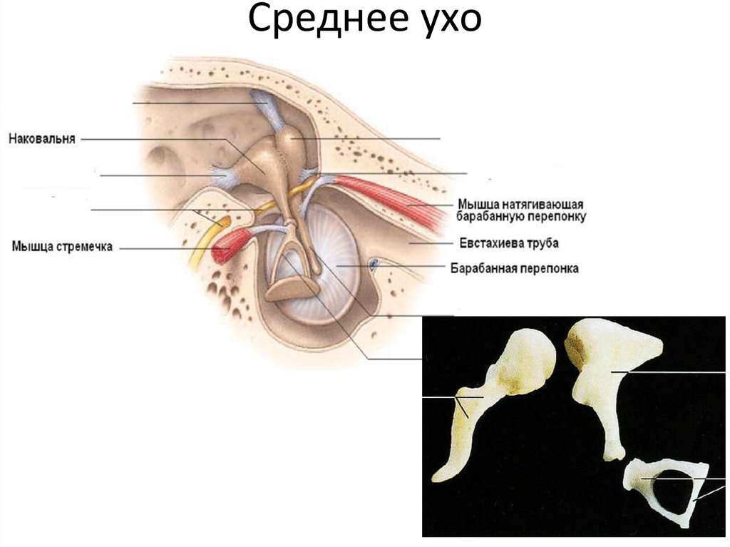 Имеет внутреннее и среднее ухо