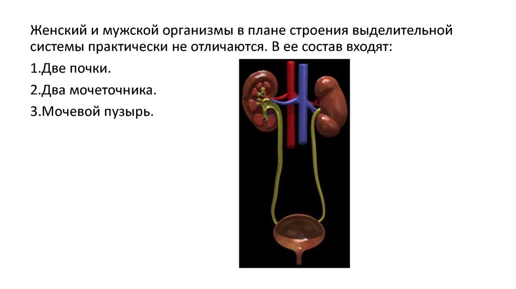 Презентация мочевыделительная система на английском