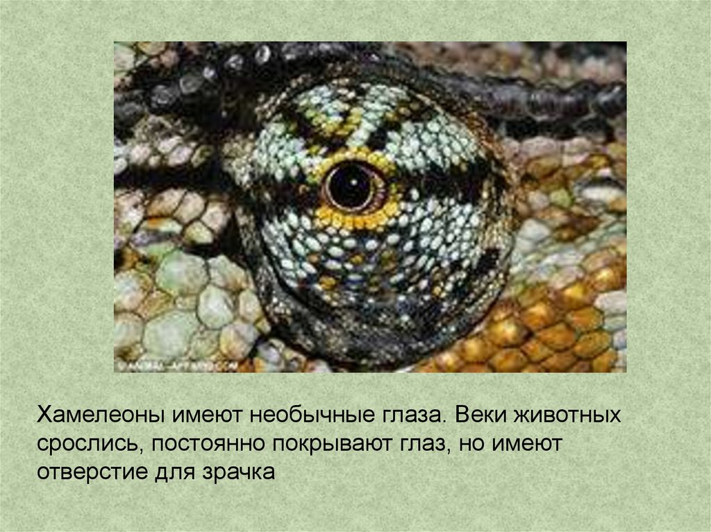 У змей веки срастаются. Презентация на тему хамелеон зрение. Глаза хамелеон. Веки змей сросшиеся прозрачные. Строение глаза хамелеона.