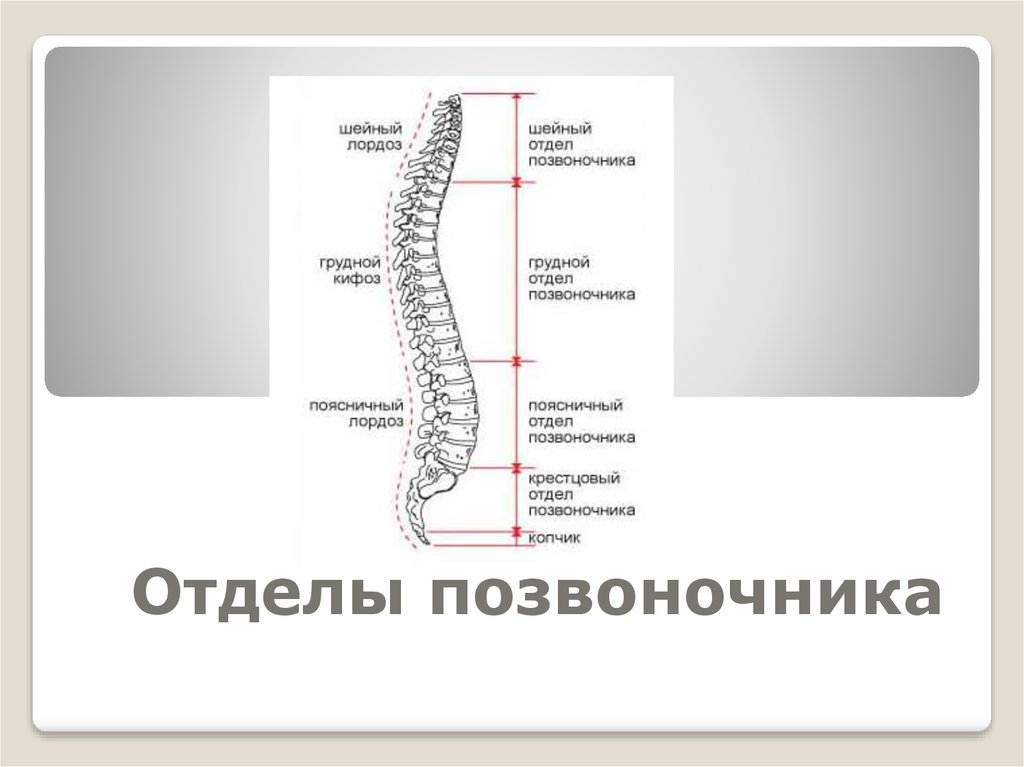 Дмитрий юрьевич пирог травма спины