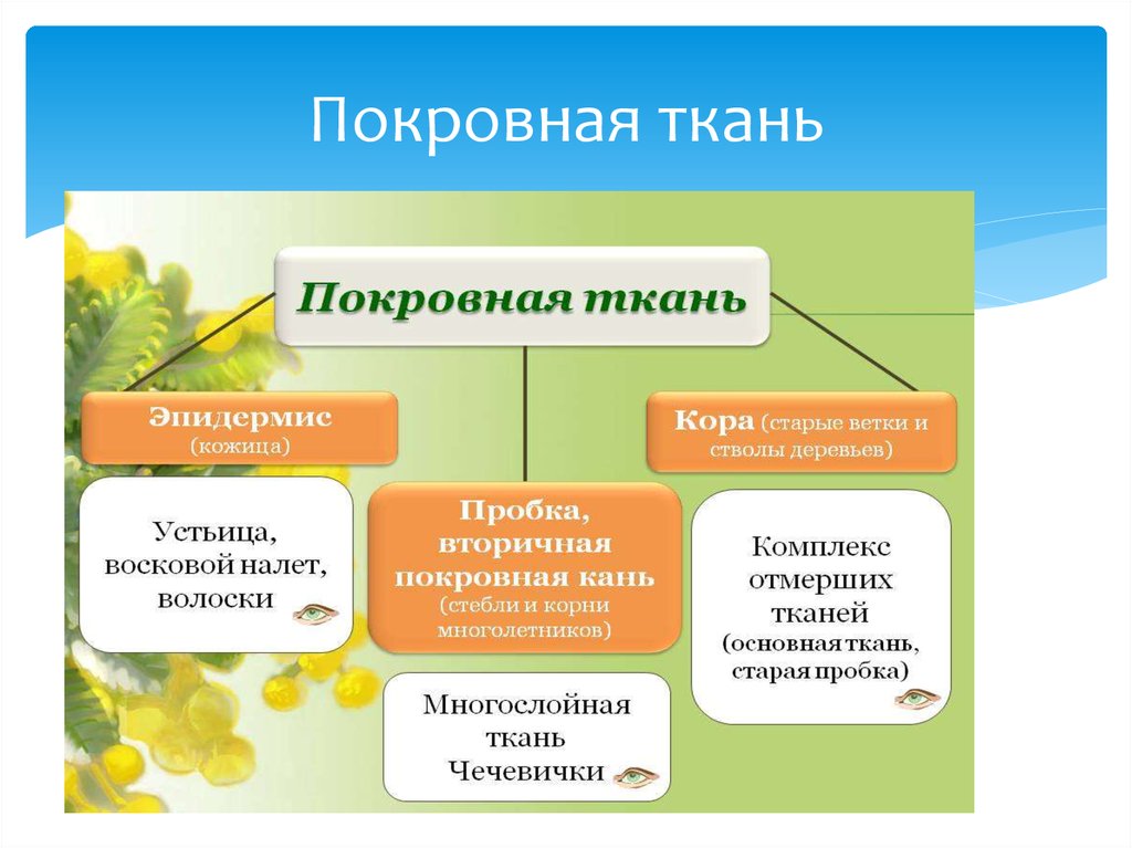 Покровная ткань это. Виды покровной ткани. Функции покровной ткани. Функции покровнаяткани. Покровная функция.