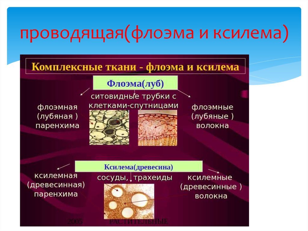 Флоэма где. Ксилема и флоэма. Ксилема ткань растений. Ткани растений Ксилема флоэма. Ксилема и флоэма это ткани.