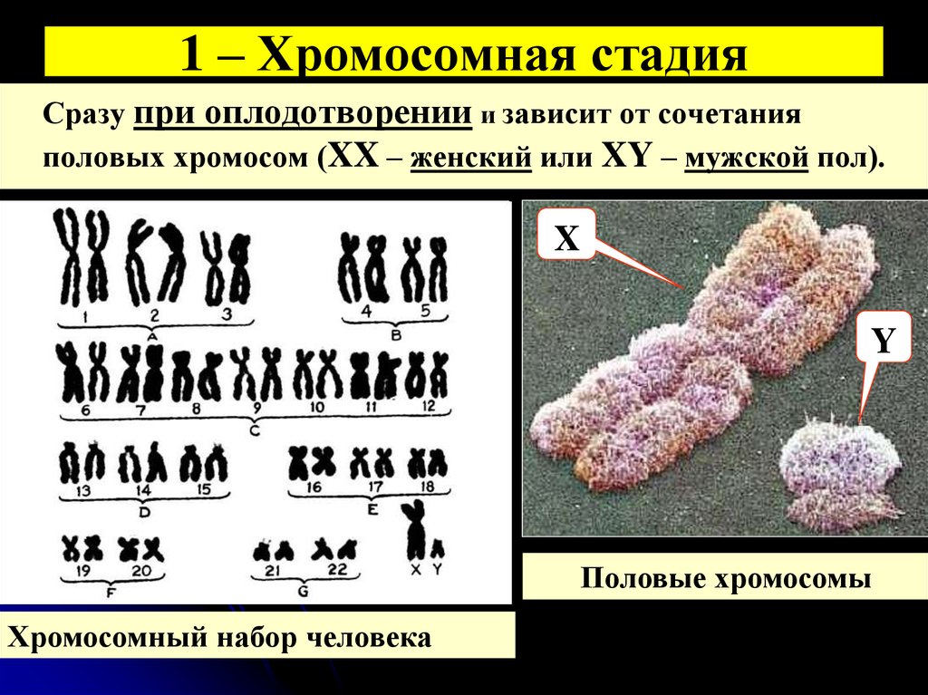 От каких хромосом зависит пол. Набор половых хромосом. Женский и мужской набор хромосом. Женская хромосома и мужская хромосома. Половые хромосомы женщины.