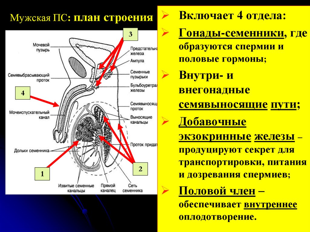 Наружный половый органы